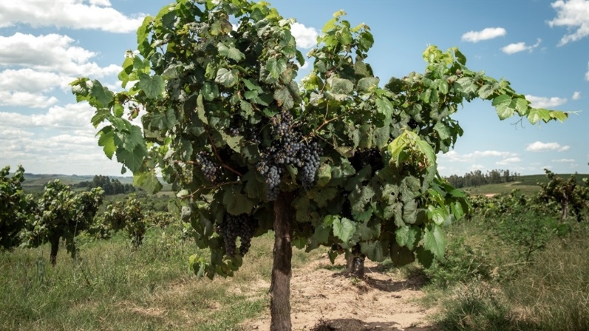 Vinhas Velhas Tannat da Miolo nasce de  vinhedo com 50 anos, reconhecido pelo Old Vine Registry
