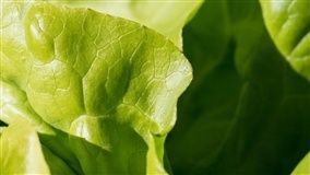 Variedades de alface de verão começam a ser plantadas