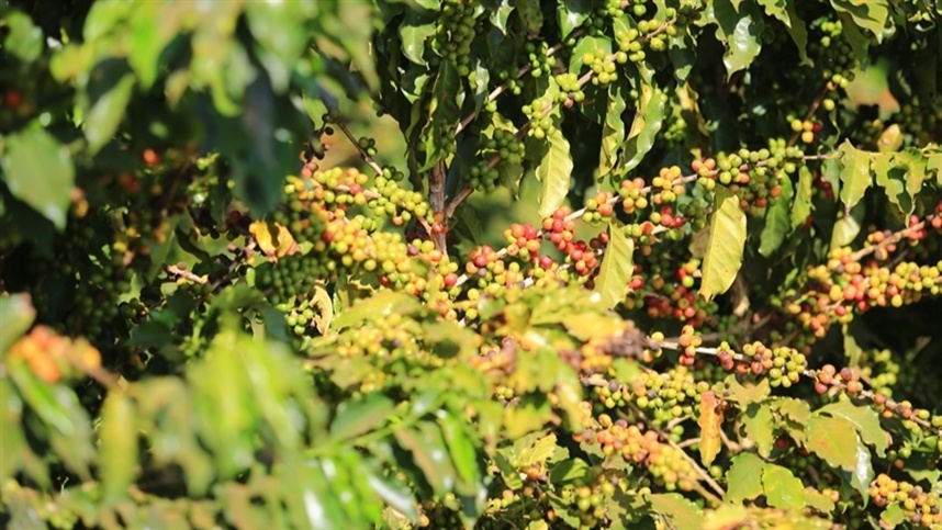 A ferrugem-do-cafeeiro é uma das doenças mais graves enfrentadas pelos cafeicultores brasileiros