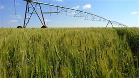 Bahia pode despontar no trigo