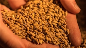 Cevada: clima favorece avanço da colheita no RS