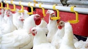 Proximidade das festas reduz demanda por carne de frango