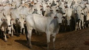 Boi gordo sobe 5,1% em um dia em Campo Grande-MS