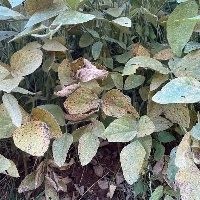 Paraná e São Paulo registram primeiros focos de ferrugem da soja