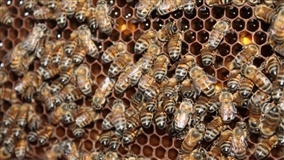 abelha africanizada