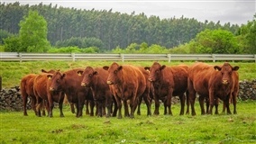 Brasil e Índia firmam cooperação técnica em produção animal
