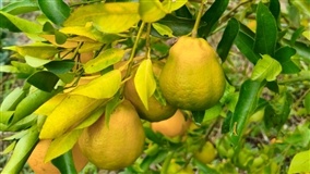 Sanidade vegetal