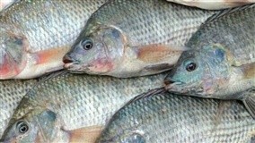 Produtores de flores trazem novidades para evento do setor