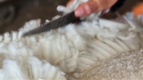 Lã natural desponta como solução contra lixo têxtil 