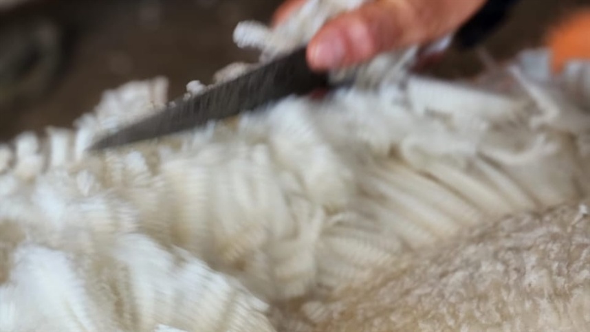 Lã natural desponta como solução contra lixo têxtil 