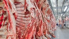 Abate de bovinos cresce 4% no 3º tri