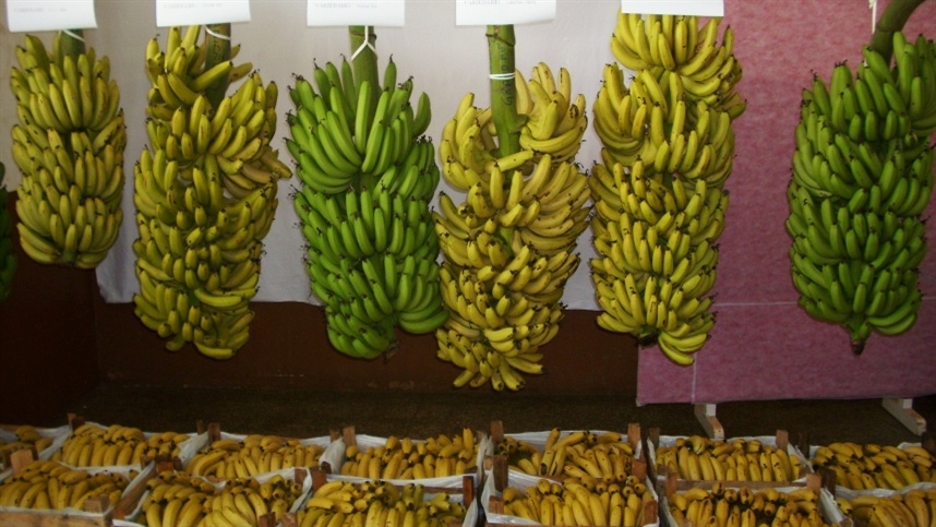 Novo Itacolomi lidera produção de banana e promove encontro