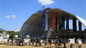 Embrapa destaca novidades genéticas na Megaleite 2026