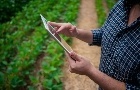 Seguro rural para soja