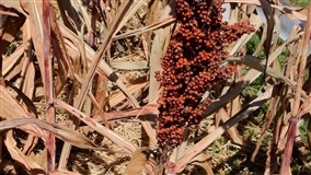 Epamig promove webinário para discutir o pulgão do sorgo forrageiro no semiárido mineiro