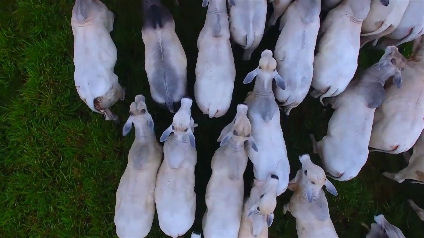 Cotação do boi gordo estável em Goiânia