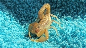 Picada de escorpião: saiba o que fazer em Alagoas