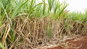 Cana produz mais com menor espaçamento