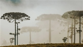 Massa de ar frio chega ao Brasil e muda o clima em abril