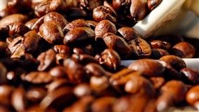 Mudanças climáticas afetam produção de café