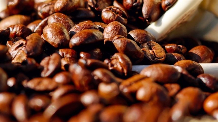 Produtores recebem 33 mil mudas de café