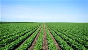 Soja e amendoim iniciam agricultura em Paranaíba