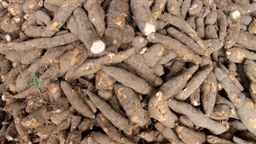 Histórico da cultura da mandioca