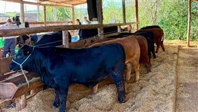 O spa dos campeões da Expointer