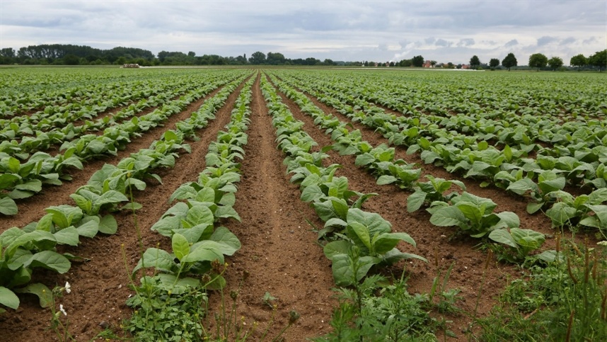 AGROLINK  O Portal do conteúdo Agropecuário. Confira: Noticias