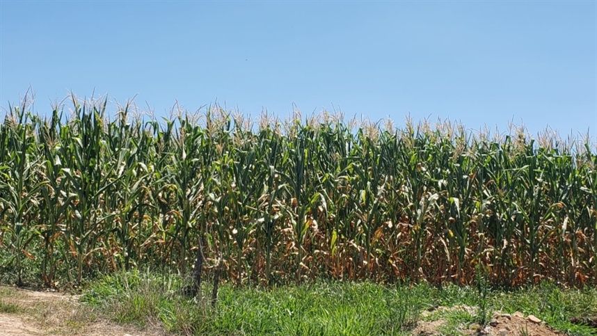 Saiba como reduzir os prejuízos em caso de estiagem