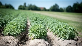 Fertilidade para a cultura do café