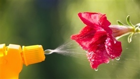 Fertilizantes aplicados via foliar