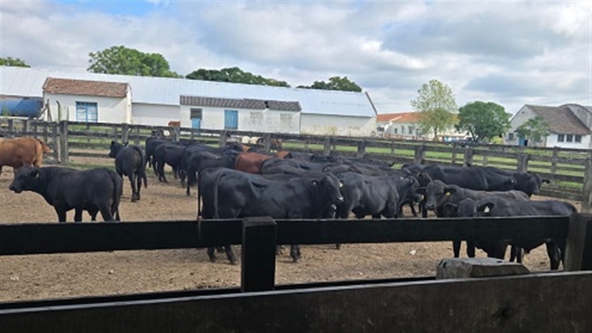 Embrapa avalia temperamento de bovinos Brangus no Sul