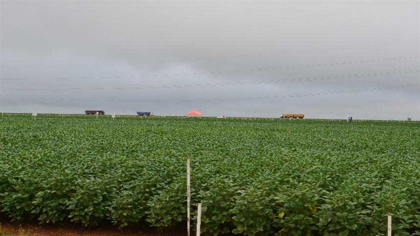 Na Argentina, o cultivo em acostamentos está proibido desde 2008