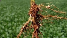 Tratamento de semente pode controlar nematoides