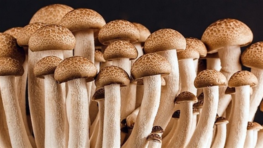Paraná quase dobra produção de cogumelos