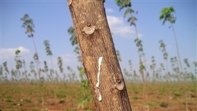 Desafios persistem na produção de borracha em São Paulo