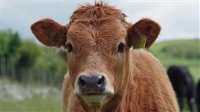 Cientistas rastreiam tuberculose bovina