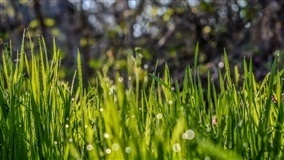 UPL apresenta soluções para pastagens a pecuaristas na Fenagro