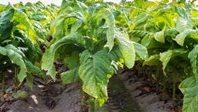 Fertilidade para cultura do fumo