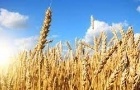 Trigo