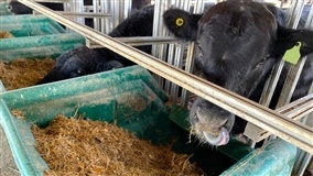 2º Encontro da Bovinocultura de Leite em Pelotas
