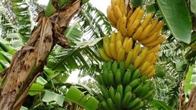 MG: 3ª Feira da Banana valoriza cultura