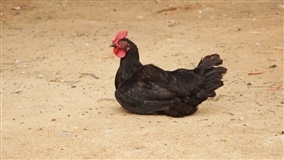 Especialista dá dicas de como a nutrição pode auxiliar o produtor no manejo de aves durante o verão