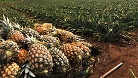 Manual reúne orientações para cultivo de abacaxi