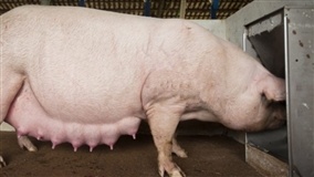 OIE e FAO lançam ação para combater PSA