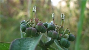 Café-do-diabo é a décima planta daninha a adquirir resistência ao Glifosato