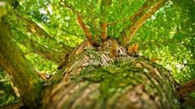 Mapa e IICA apresentam estudo sobre potencial para florestas plantadas no DF e mais 32 municípios