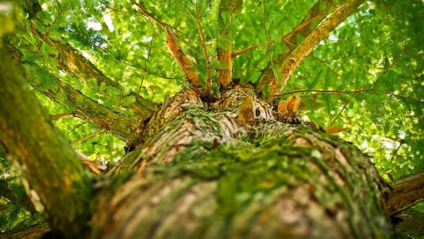 Floresta preservada garante avanços para Palmital
