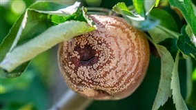 Manejo Integrado de Doenças